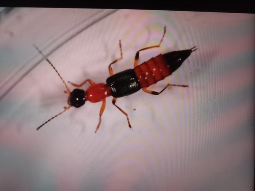 Paederus fuscipes