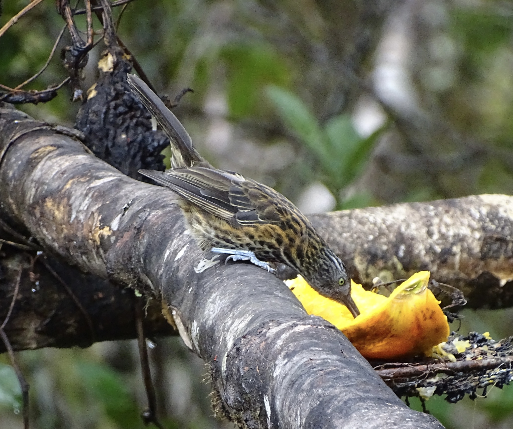Rufous-backed Honeyeater (Ptiloprora guisei), photo 1