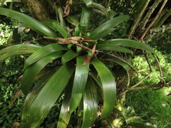 Tillandsia denudata