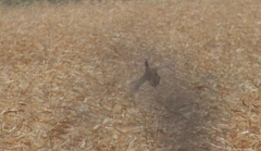Phasianus colchicus
