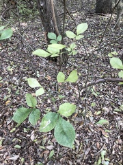 Ptelea trifoliata mollis