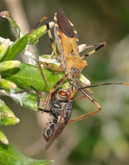 Zelus janus