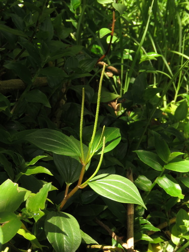 Peperomia colorata