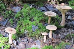 Lactarius helvus helvus