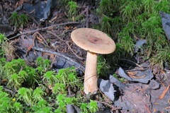 Lactarius helvus helvus