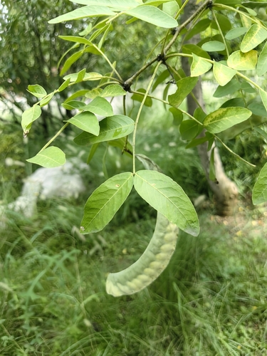 Gleditsia japonica iNat (1)