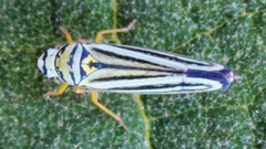 Graphocephala flavovittata
