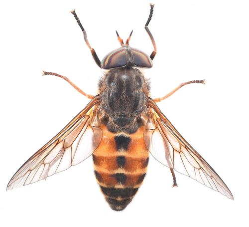Hybomitra californica