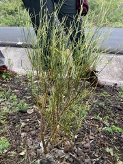 Alternanthera filifolia