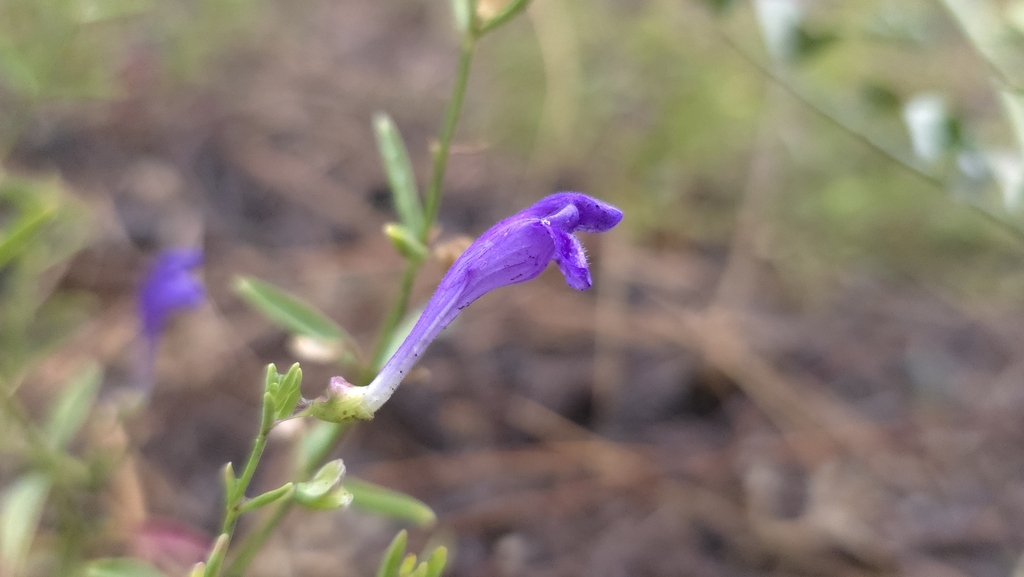 Scutellaria siphocampyloides; photograph (c) Chris Winchell, some rights reserved (CC BY)