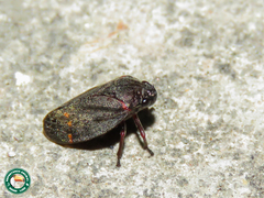 Deois spinulata
