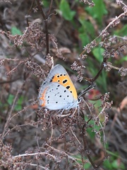 Lycaena phlaeas hypophlaeas