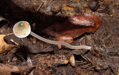 Mycena subcaerulea