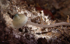 Mycena subcaerulea