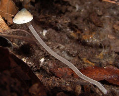 Mycena subcaerulea