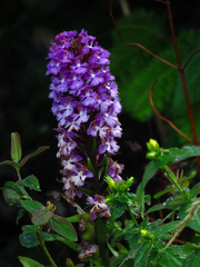 Hypericum graveolens
