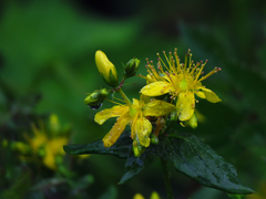 Hypericum graveolens