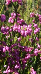 Erica palliiflora