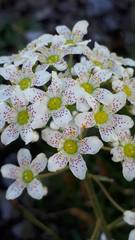 Saxifraga hostii