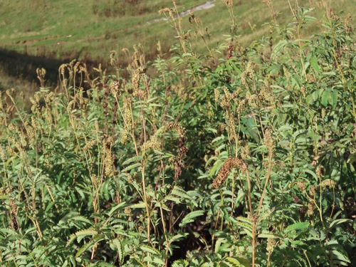 Italian burnet (Sanguisorba dodecandra)