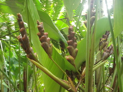 Calathea erythrolepis