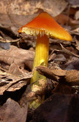 Hygrocybe
