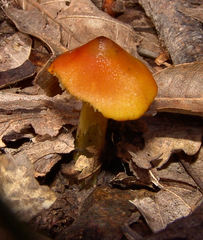 Hygrocybe