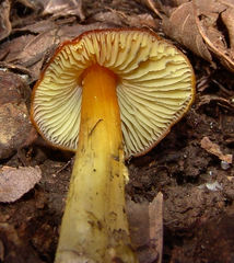 Hygrocybe