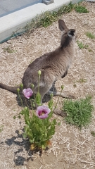 Papaver somniferum setigerum