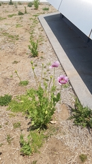 Papaver somniferum setigerum