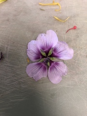 Malva subovata bicolor