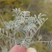 Indigofera lindheimeriana - Photo (c) blake hendon,  זכויות יוצרים חלקיות (CC BY-NC), הועלה על ידי blake hendon