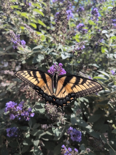 Eastern Tiger Swallowtail