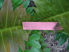 Blechnum brasiliense