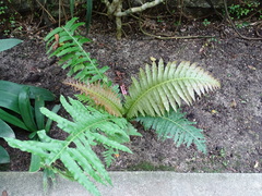 Blechnum brasiliense