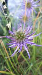 Phyteuma scheuchzeri