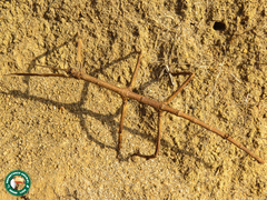 Cladomorphus phyllinus