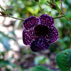 Monopyle paniculata