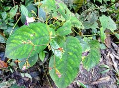 Monopyle paniculata