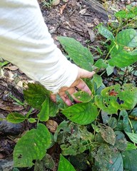 Monopyle paniculata
