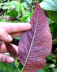 Monopyle paniculata