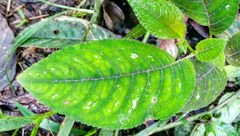 Monopyle paniculata