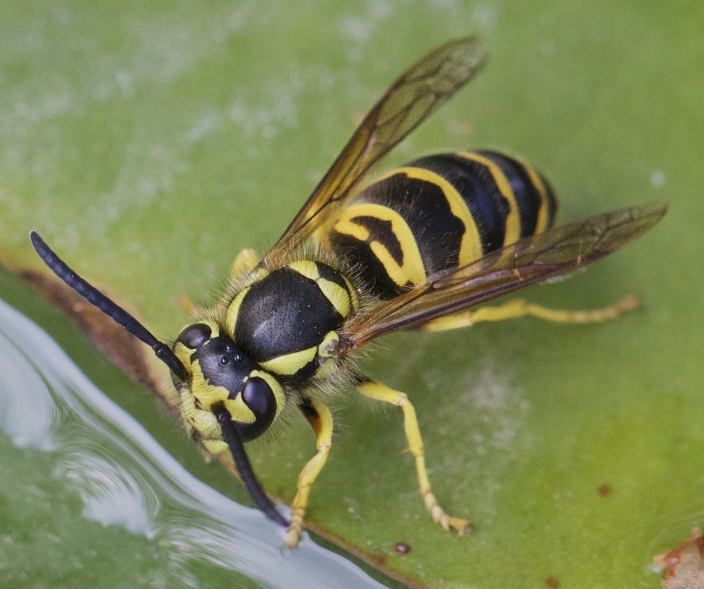 Ground Yellowjackets