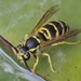 Ground Yellowjackets - Photo (c) tex-anne, some rights reserved (CC BY-NC), uploaded by tex-anne