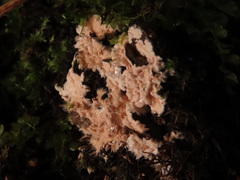 Corticium roseum