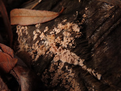 Corticium roseum