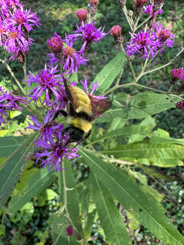 American Bumble Bee photographed in Indiana