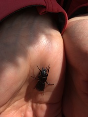 Mecodema crenaticolle