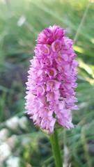 Gymnadenia