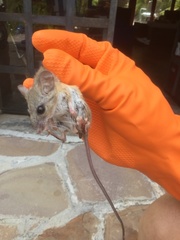 Peromyscus eva